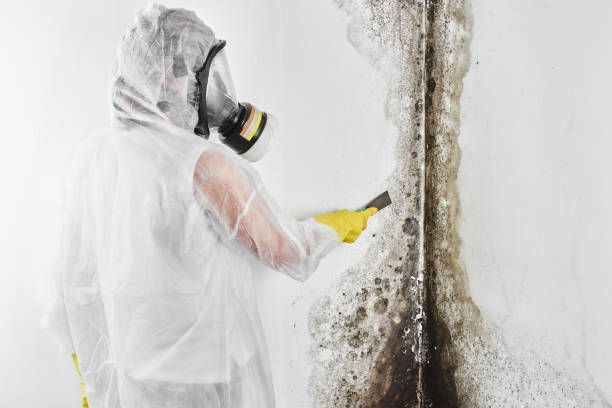 Best Best Mold Removal Companies  in Pemberwick, CT