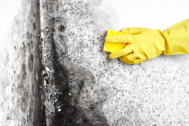 Best Office Mold Removal Services  in Pemberwick, CT