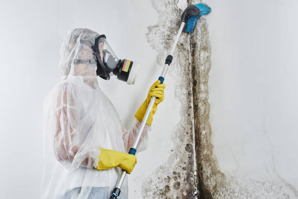 Best Home Mold Removal  in Pemberwick, CT