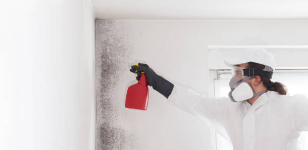 Best Attic Mold Removal  in Pemberwick, CT