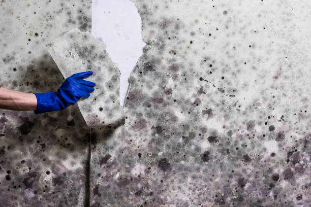 Best Certified Mold Removal  in Pemberwick, CT